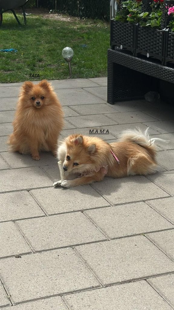 Dwergkeeshond, Dieren en Toebehoren, Honden | Poolhonden, Keeshonden en Oertypen, Reu, Keeshond, Particulier, Meerdere, Nederland