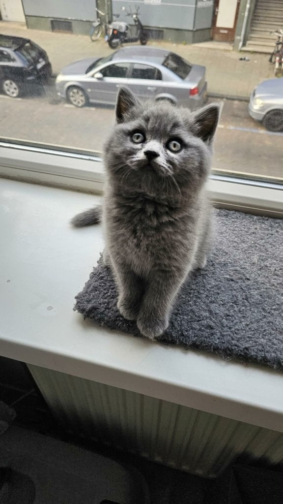 Mooie Britse kittens te koop!, Kater, Gechipt