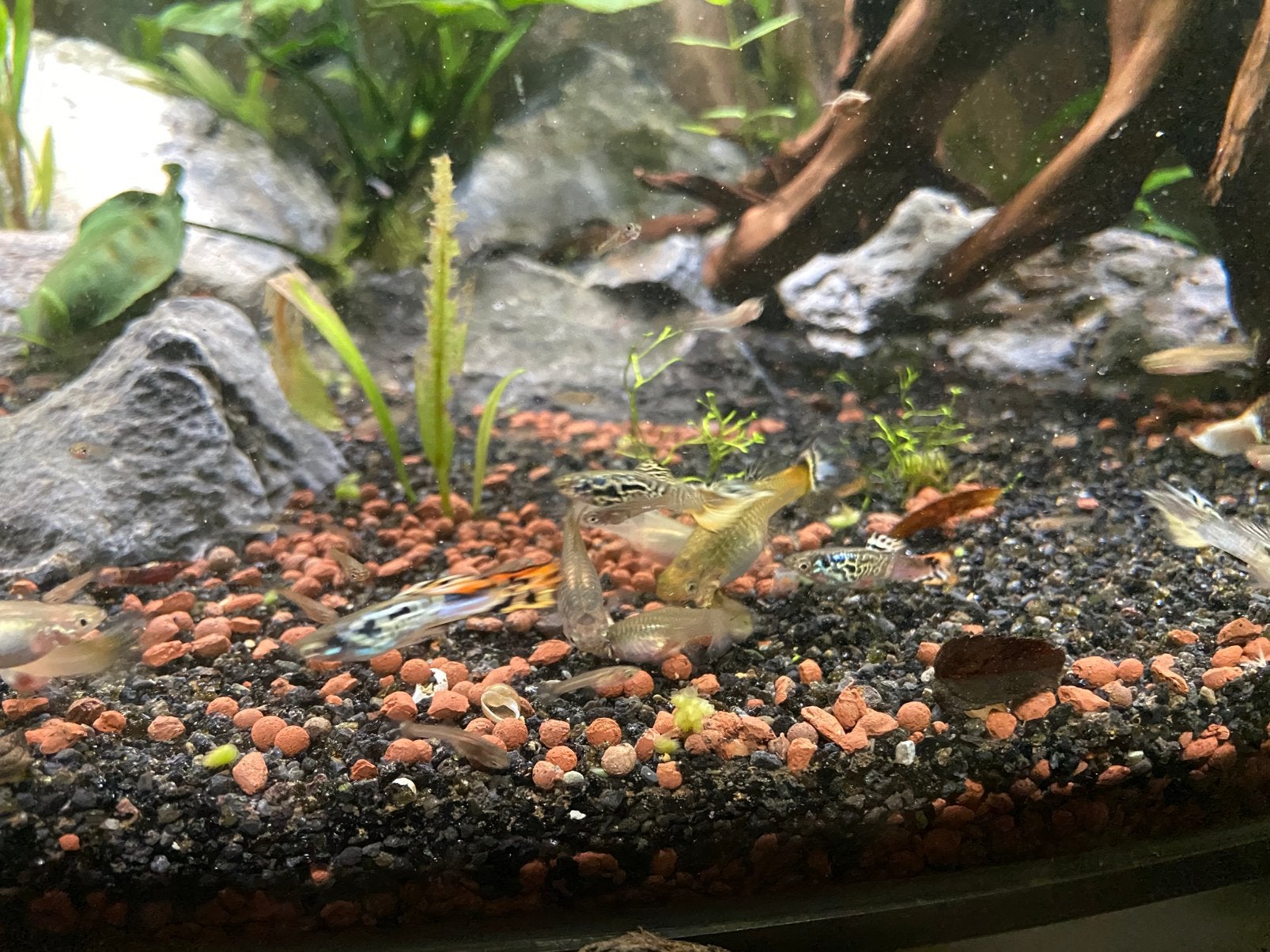 +-30 Baby/ jonge guppies (Endler mix), Dieren en Toebehoren, Vis, Zoetwatervis
