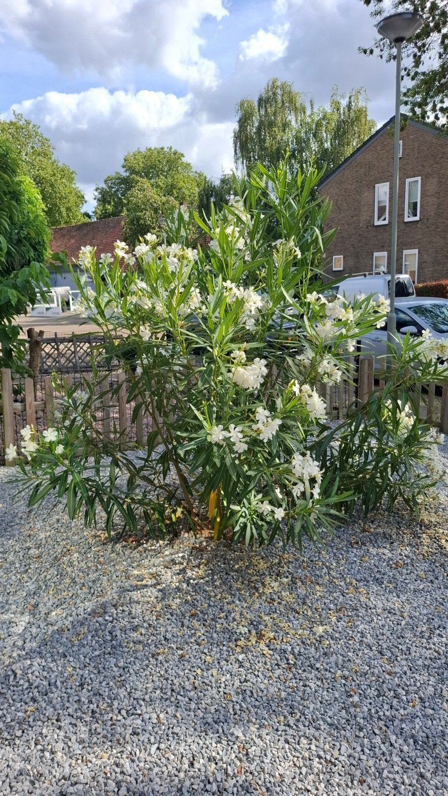 Grote Witte Oleander - 3 jaar oud, 2 meter hoog, Tuin en Terras, Volle zon, Vaste plant, Zomer, Ophalen