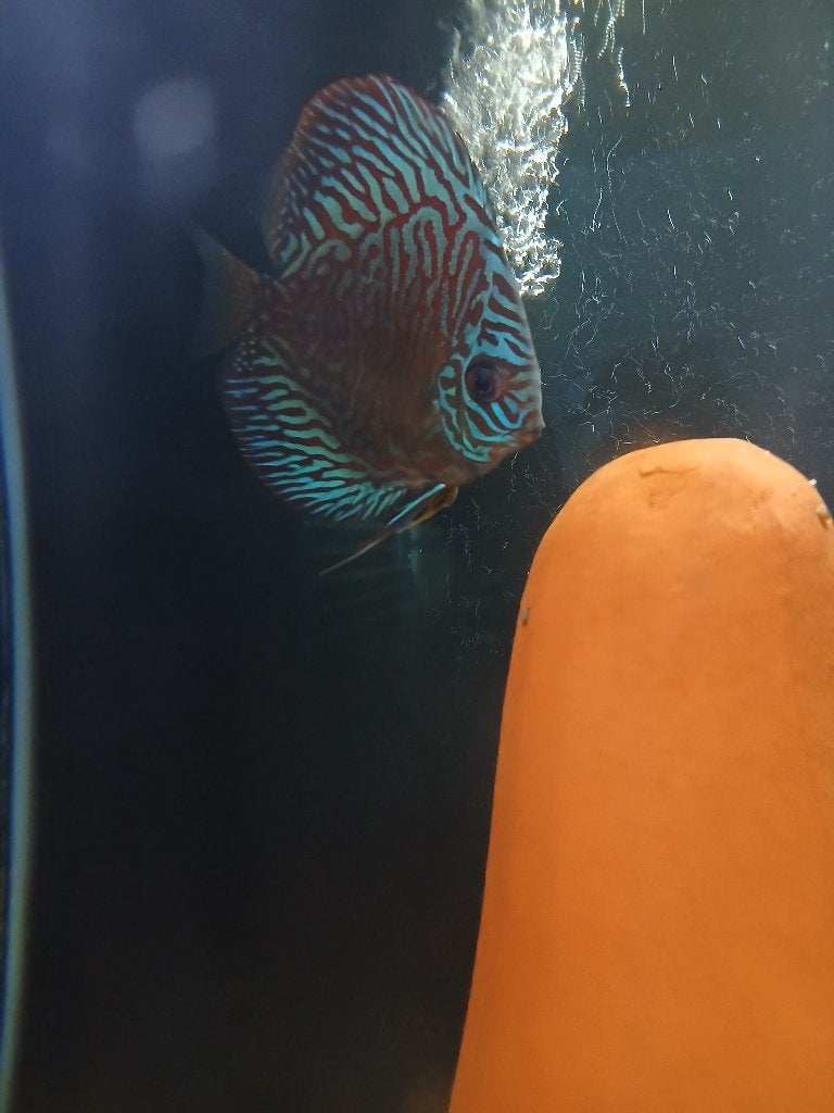 Tiger turquoise discus trio, Dieren en Toebehoren, Vis, Zoetwatervis, Schoolvis