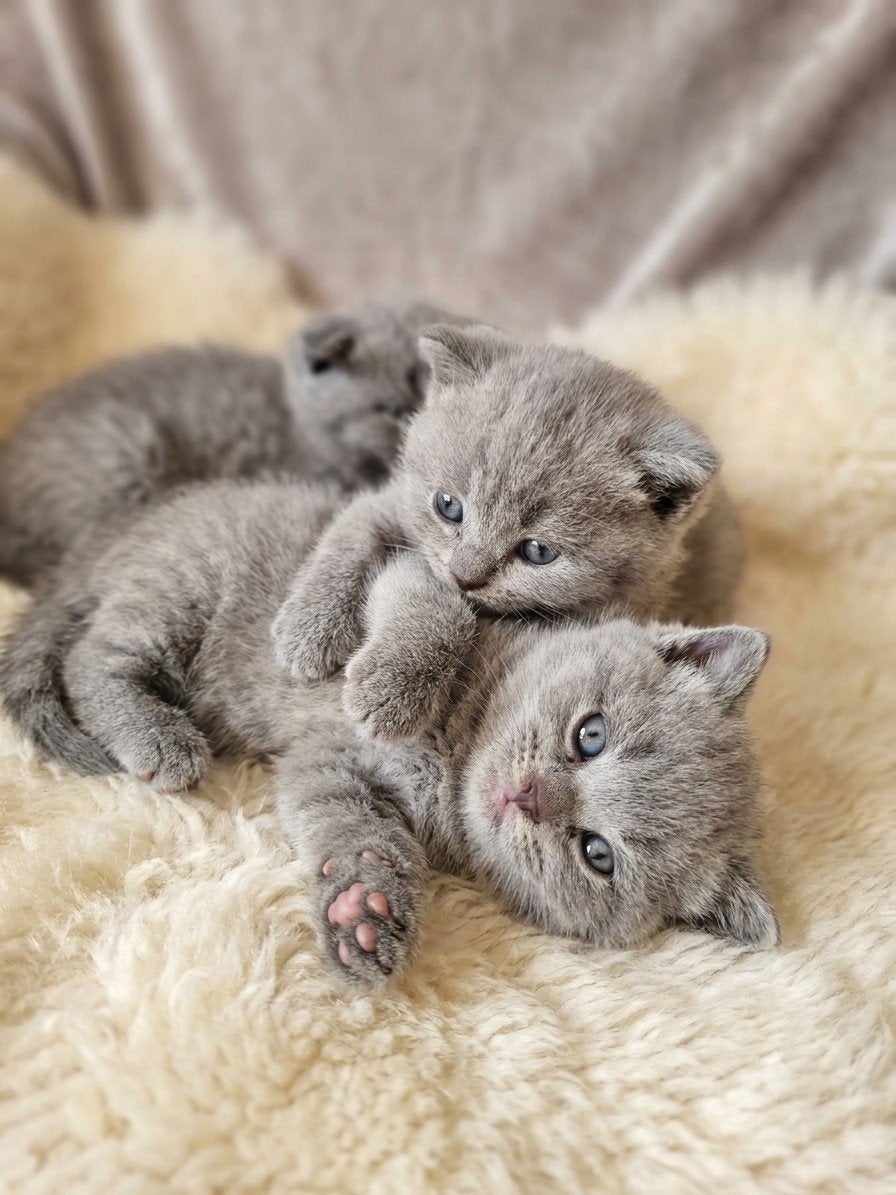 Britse korthaar kitten katten, Dieren en Toebehoren, Katten en Kittens | Overige Katten, Meerdere dieren