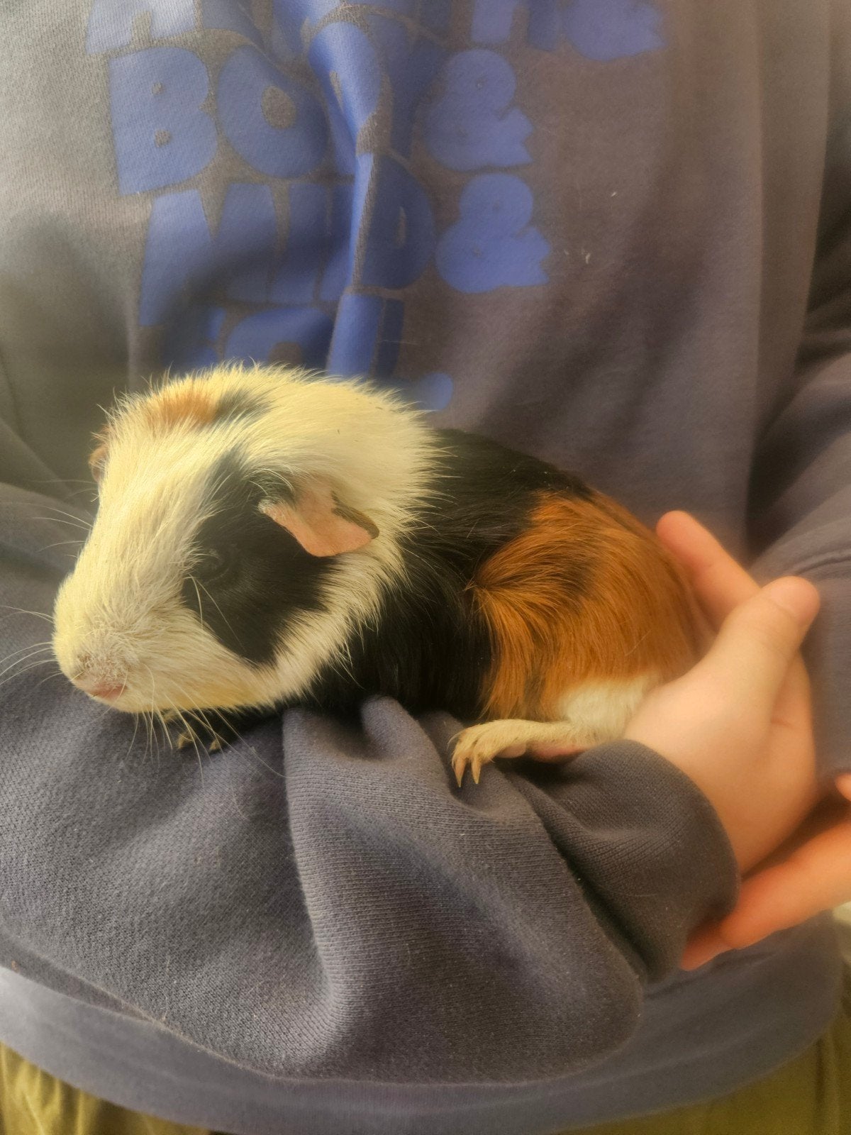 Cavia beertjes, Dieren en Toebehoren, Cavia, Juni, Mannelijk, Tam