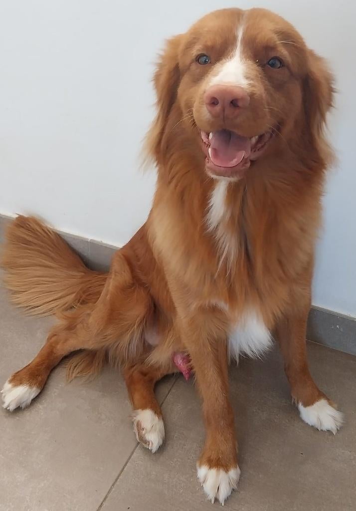 Superlieve Nova Scotia Duck Tolling Retriever Reu, Dieren en Toebehoren, Honden | Retrievers, Spaniëls en Waterhonden, 1 tot 2 jaar