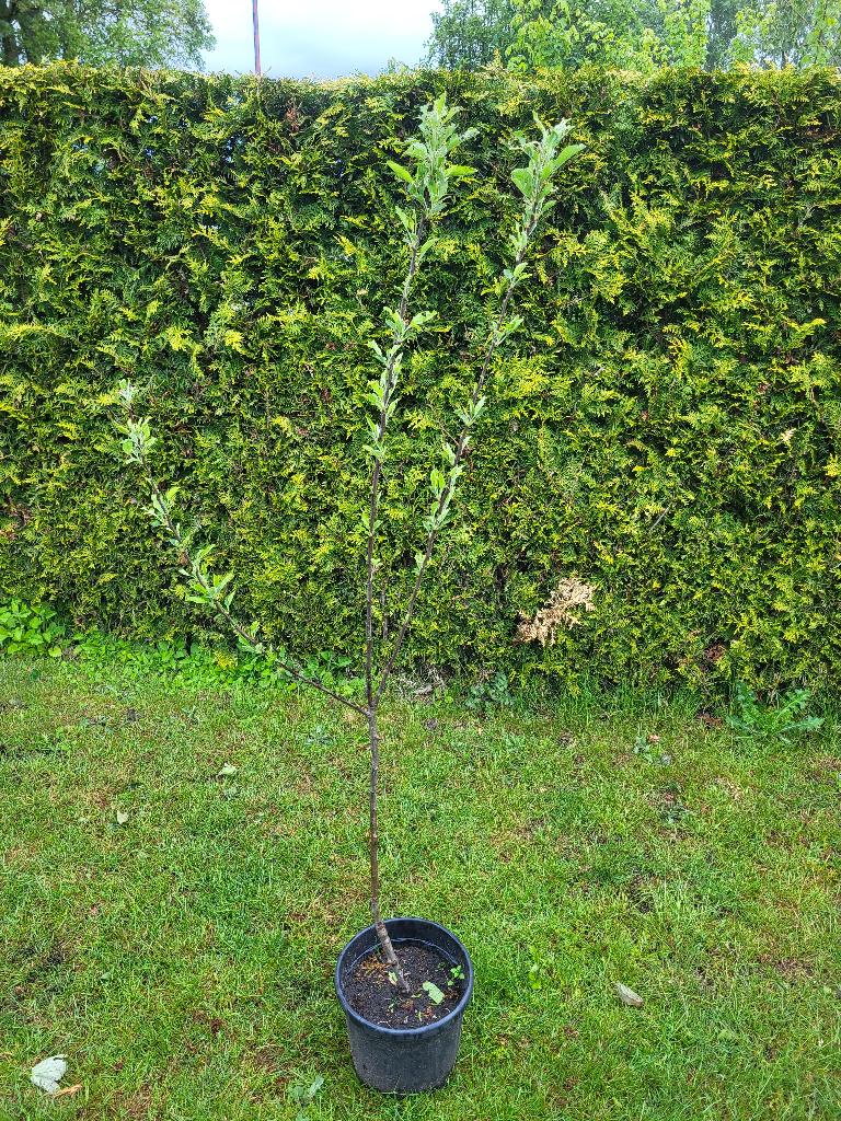 Appelboom malus 'jonagold', Ophalen, Lente, Volle zon, In pot