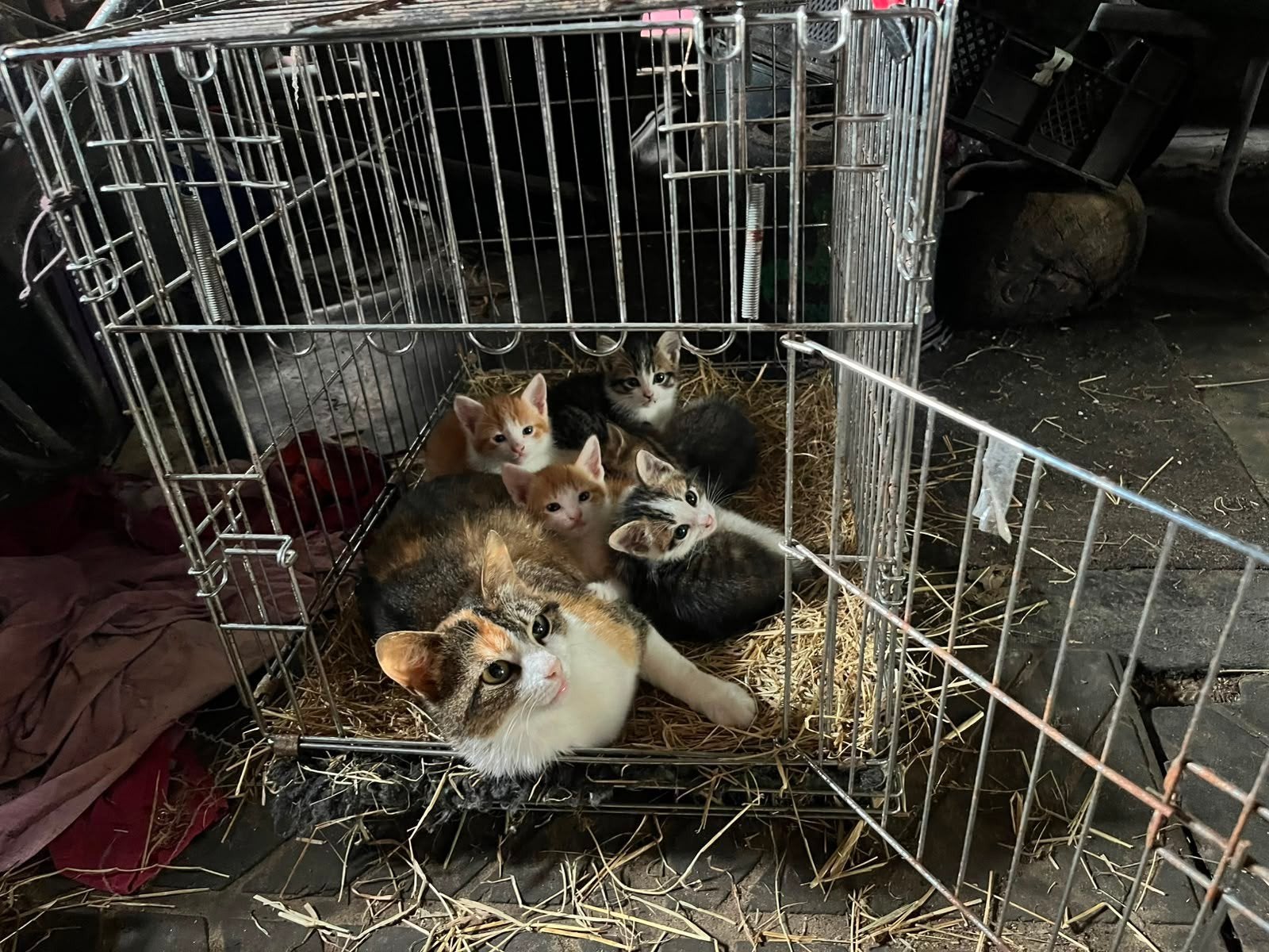 jonge poezen, Dieren en Toebehoren, Schapen, Geiten en Varkens