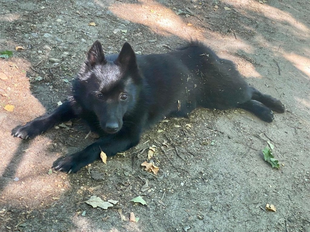 Schipperke teefje, 6 jaar of ouder, Particulier, Buitenland, Teef