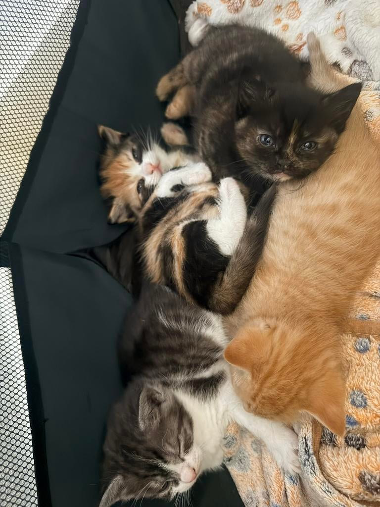 Kittens, Dieren en Toebehoren, Meerdere dieren, Ontwormd