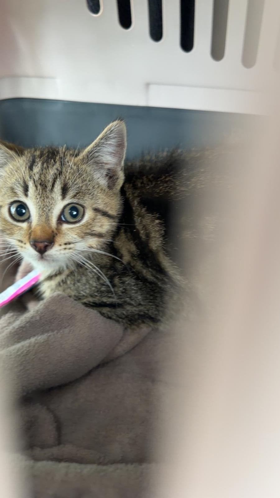 Lieve kater, Dieren en Toebehoren, 0 tot 2 jaar