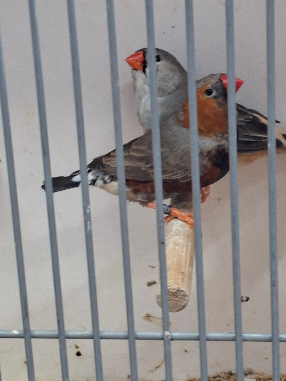 Super mooi koppel zwartborst zebravinken, Meerdere dieren