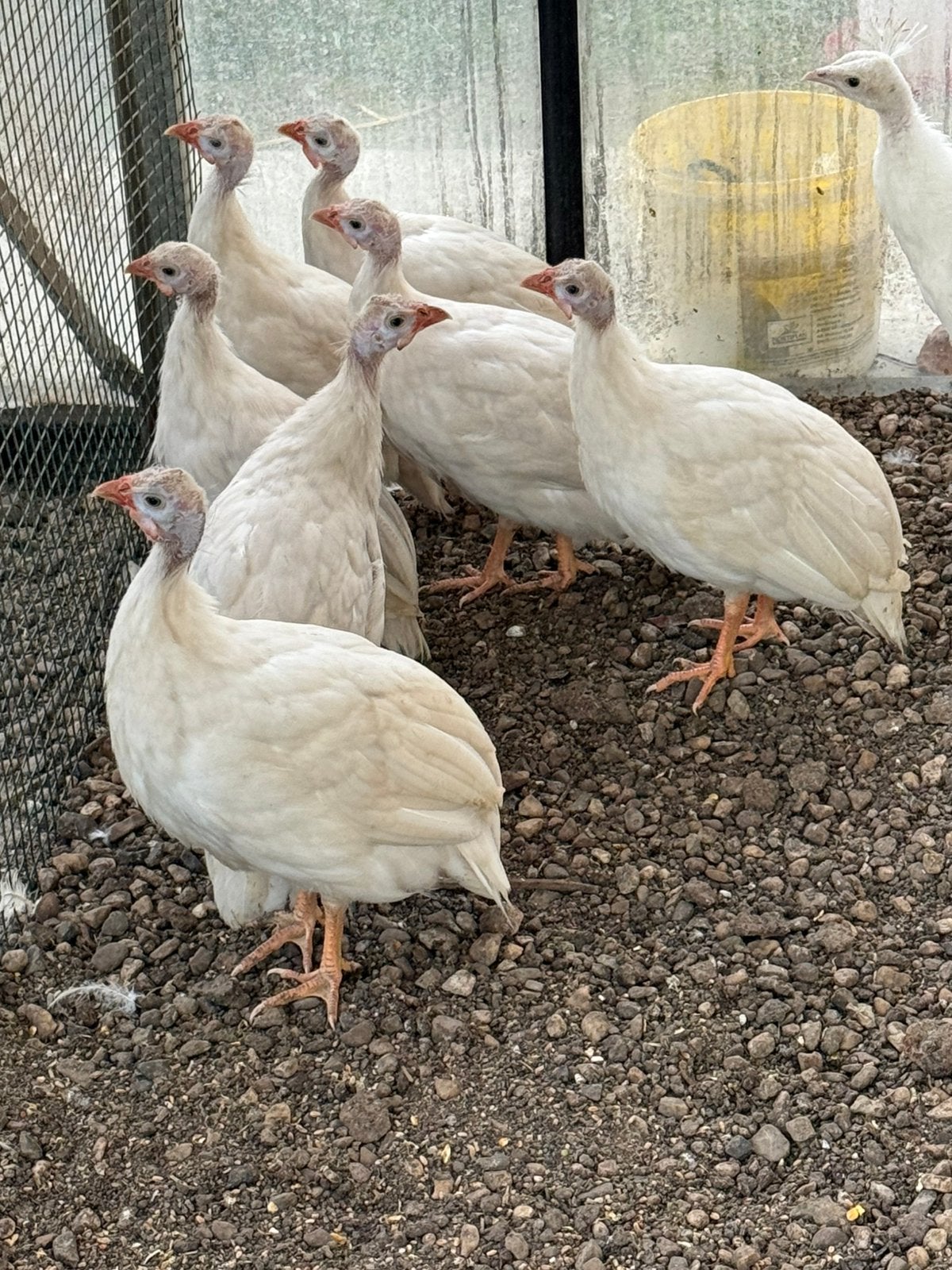 Witte parelhoenders te koop, Dieren en Toebehoren, Meerdere dieren, Eend