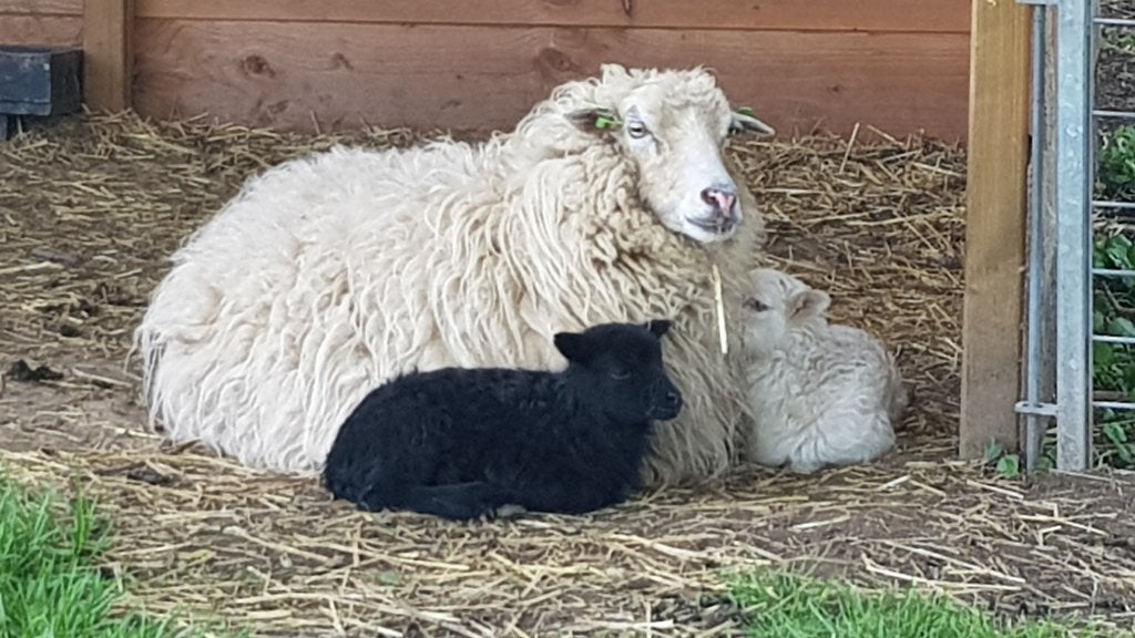 weide, Dieren en Toebehoren, Mannelijk, Schaap, 0 tot 2 jaar