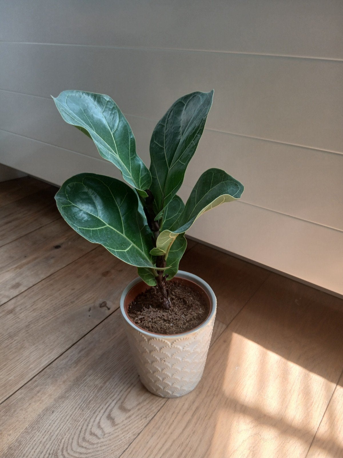 Ficus bambino, Huis en Inrichting, Kamerplanten, Ophalen, Ficus, Halfschaduw, Minder dan 100 cm
