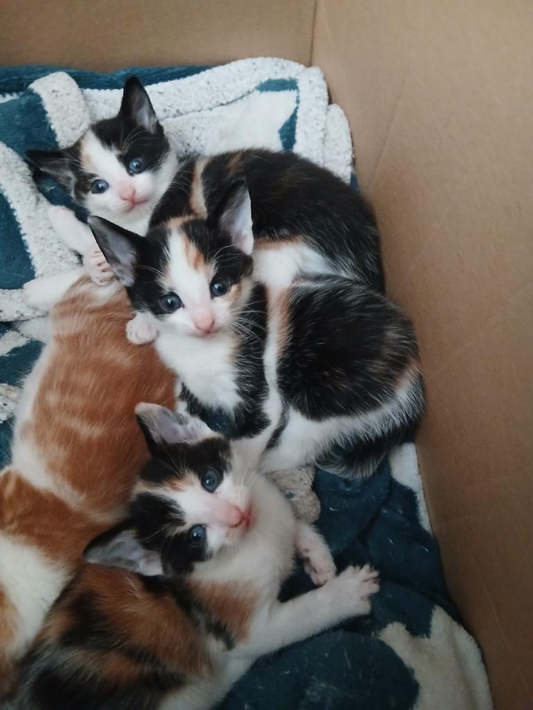 Nog 3 prachtige lapjes poesjes, Dieren en Toebehoren, Katten en Kittens | Overige Katten, Poes
