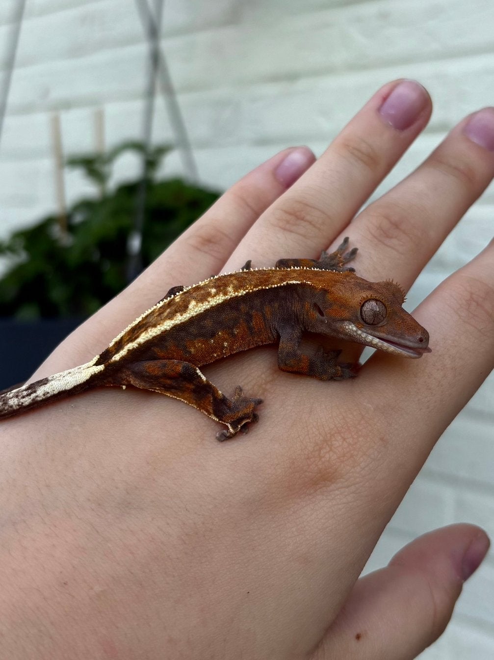 Leuke wimpergekko Cappuccino NPV, Hagedis, 0 tot 2 jaar