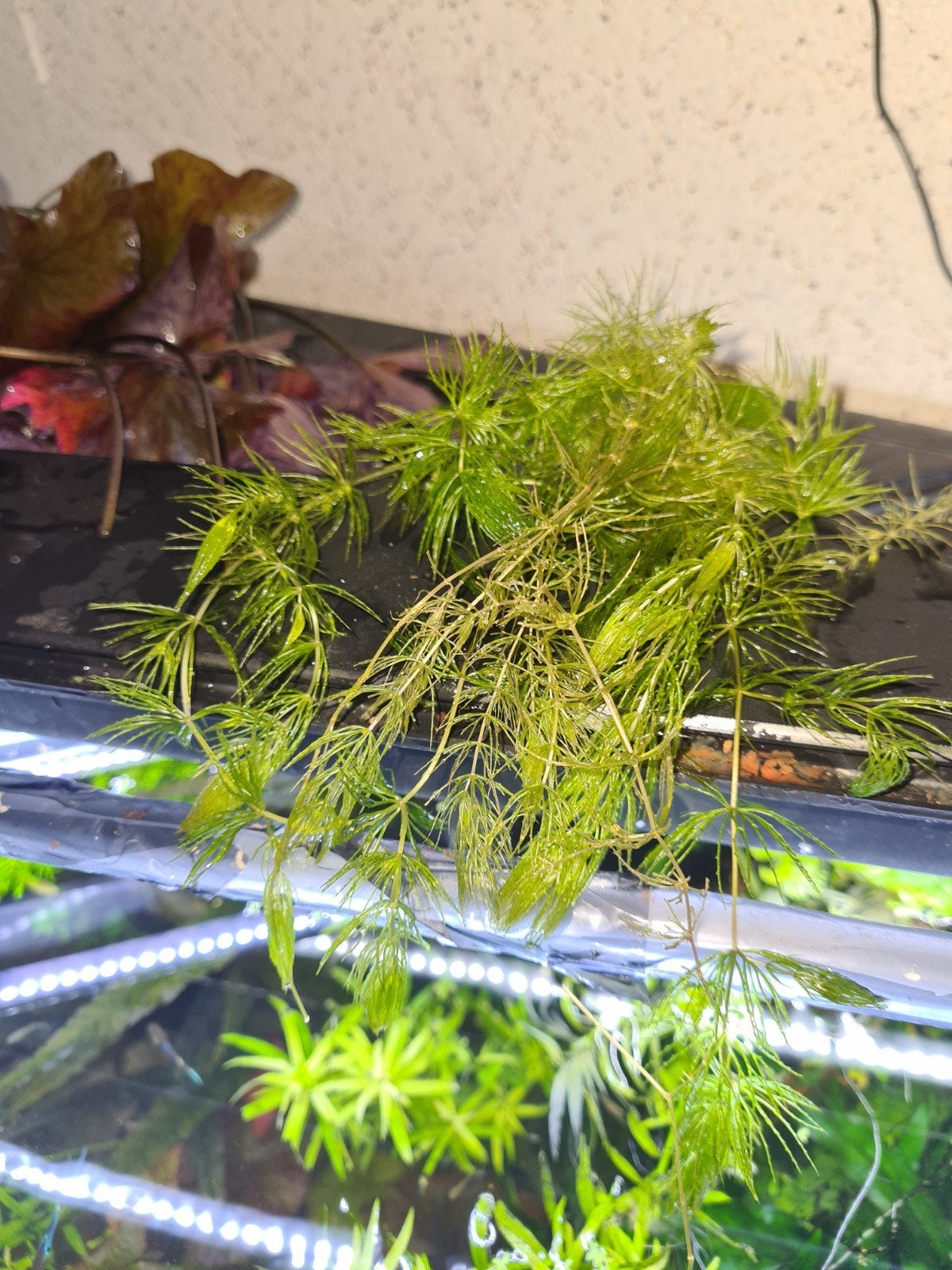 tropische aquarium planten, Ophalen of Verzenden