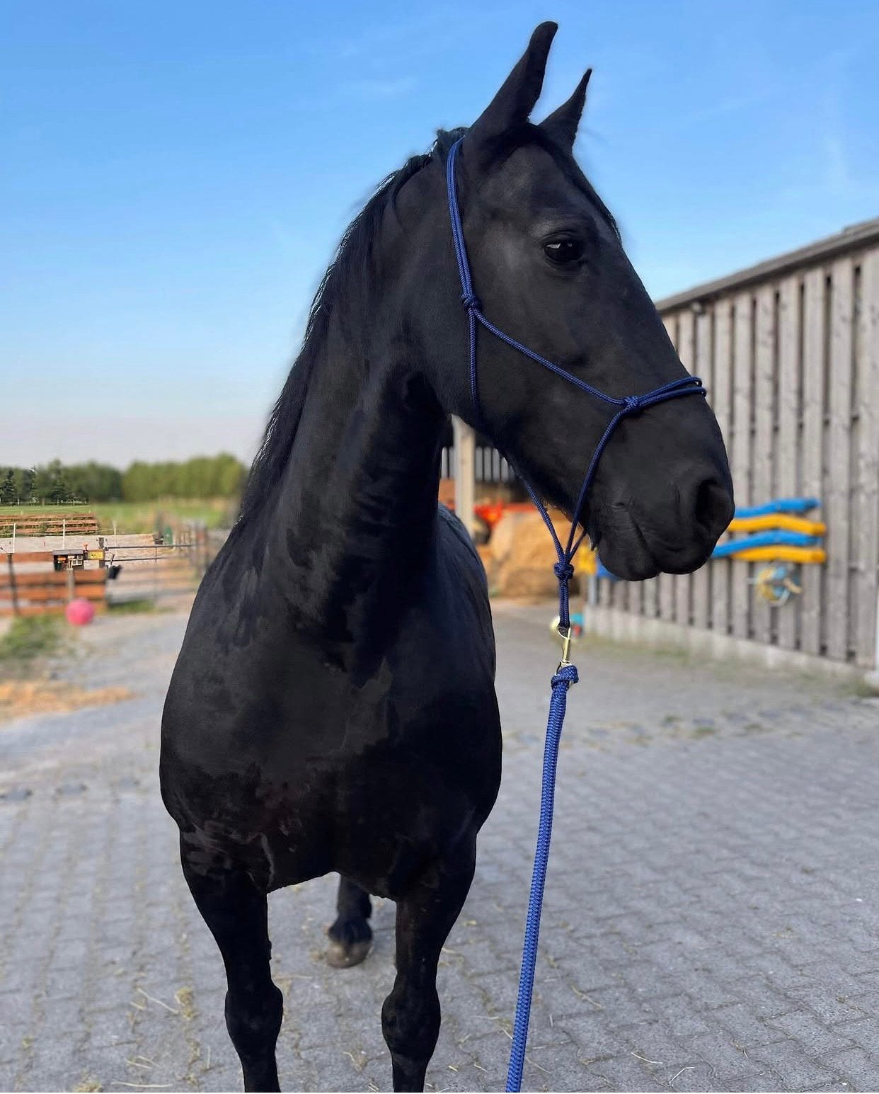Lieve friese merrie, Dieren en Toebehoren, Merrie, Dressuurpaard, 3 tot 6 jaar