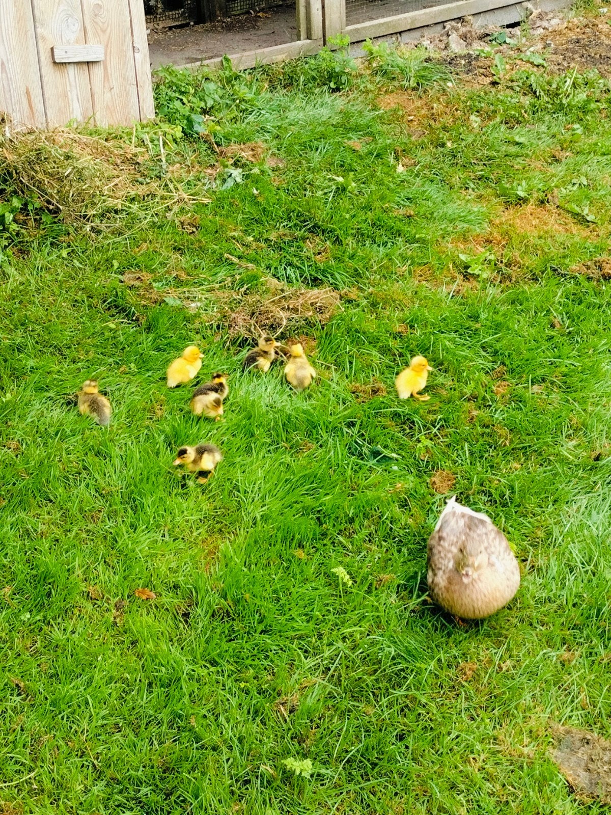 Kwakers te koop, Dieren en Toebehoren, Pluimvee, Meerdere dieren, Eend