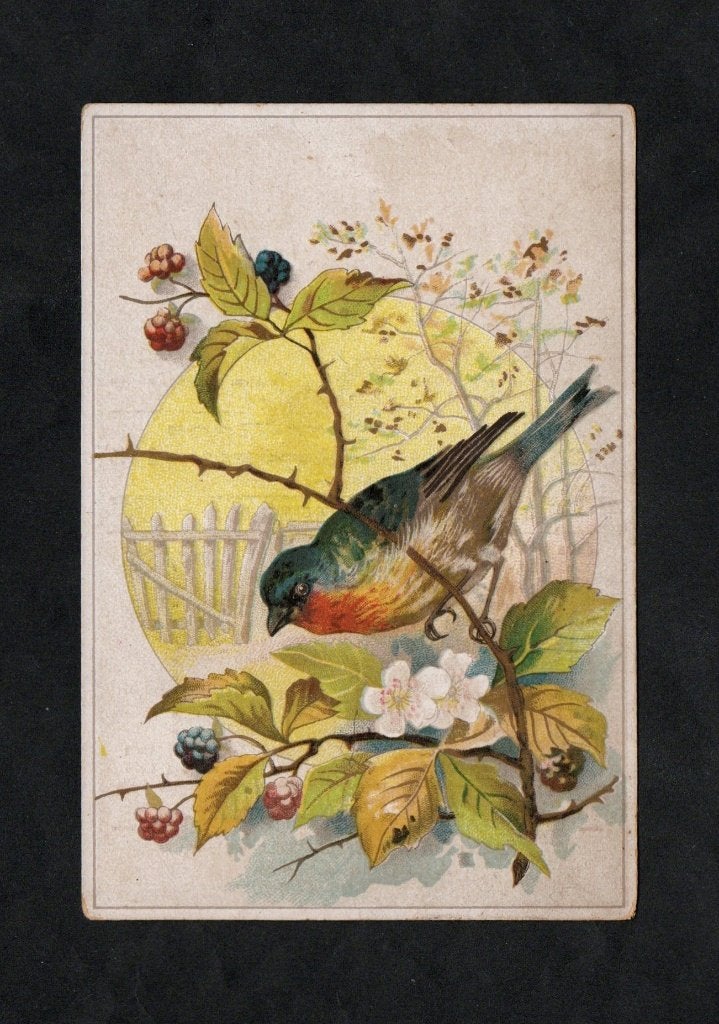 Vogel Bramenstruik Nederlandsche Koffiebranderij Schurgers., Ophalen of Verzenden, Voor 1920, Vogel