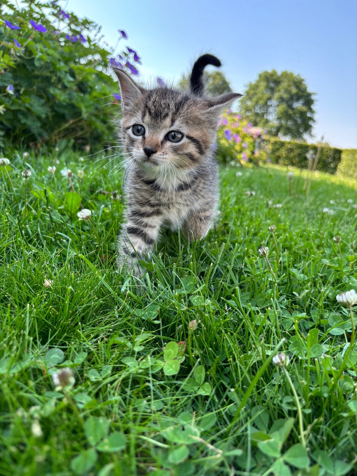 4 super lieve boerderij kittens, Poes, Kortharig, 0 tot 2 jaar