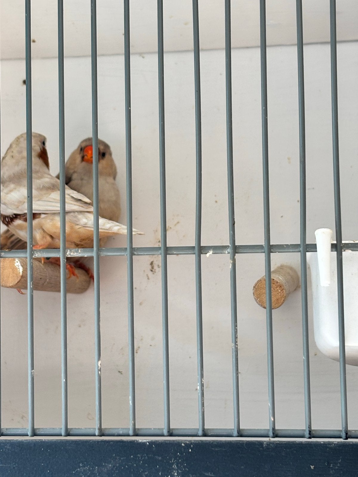 Koppel zebravinken, Meerdere dieren, Tropenvogel