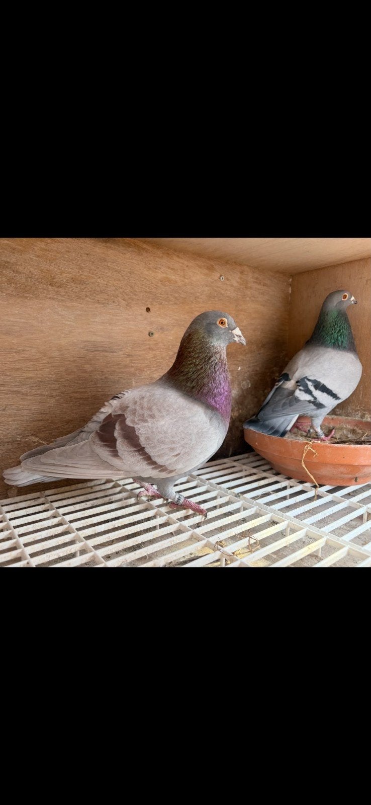 POSTDUIVEN PRACHTIGE DOFFER WILFRET SEBENS UIT TOP LIJNEN !, Dieren en Toebehoren, Vogels | Duiven, Mannelijk, Postduif