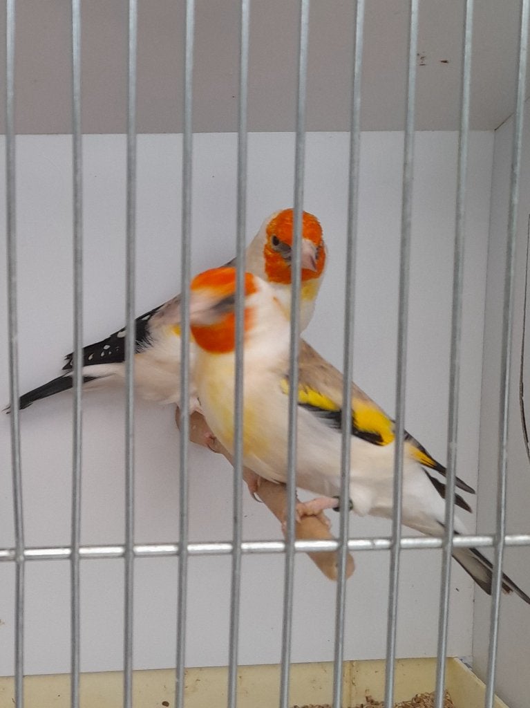 Majoor putters, Dieren en Toebehoren, Meerdere dieren, Wildzangvogel