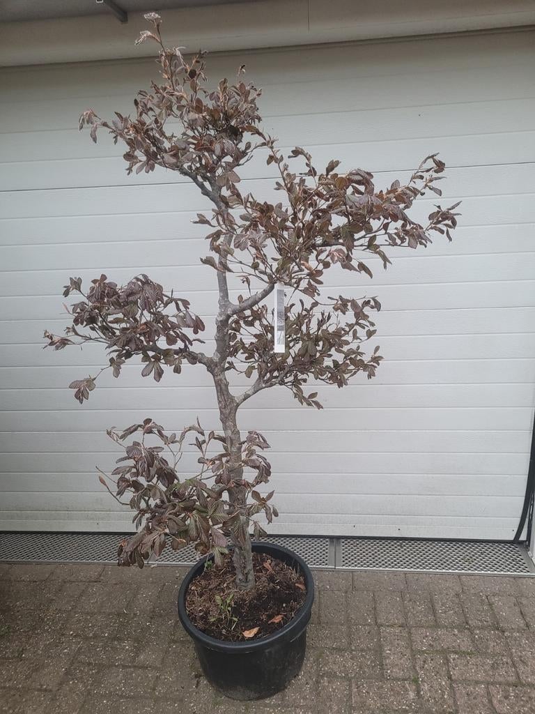 Rooie Beuk Vormsnoei Plateau - Unieke Tuinboom, Bloeit niet, Overige soorten, 100 tot 250 cm, Ophalen