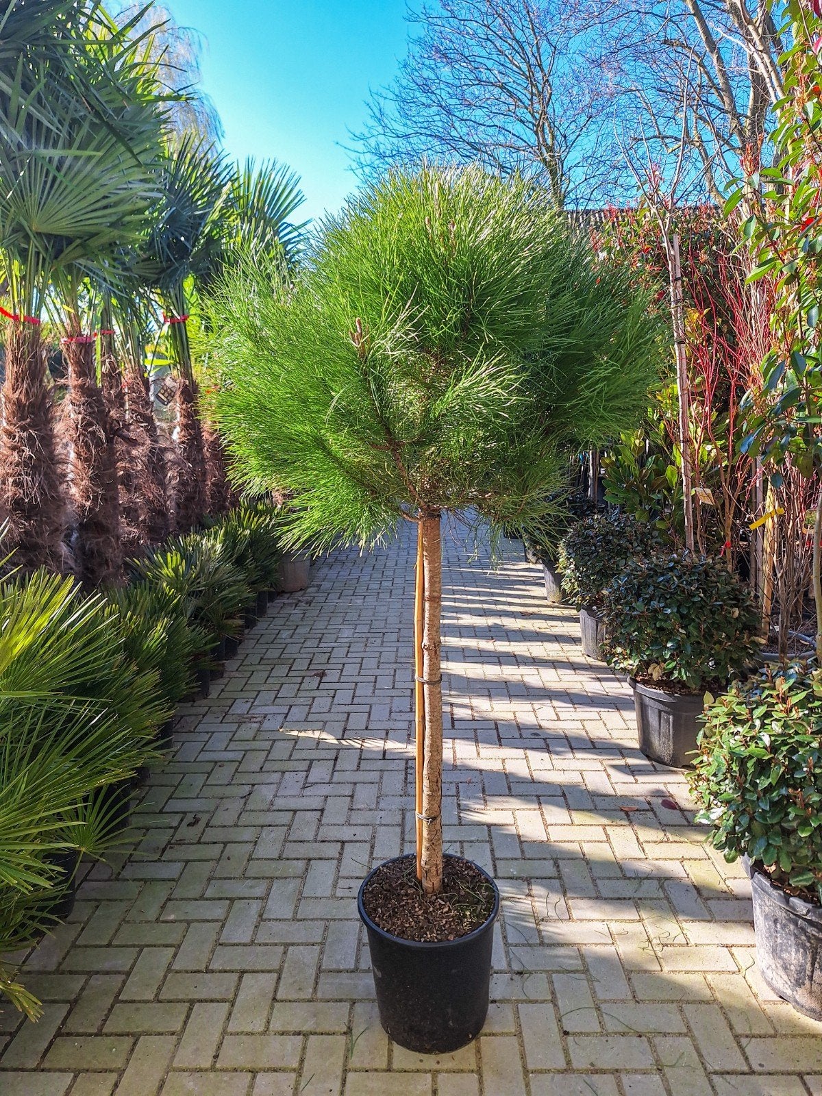 Pinus Pinea 8-10cm stamomtrek, parasolden, Ophalen, Volle zon, Overige soorten
