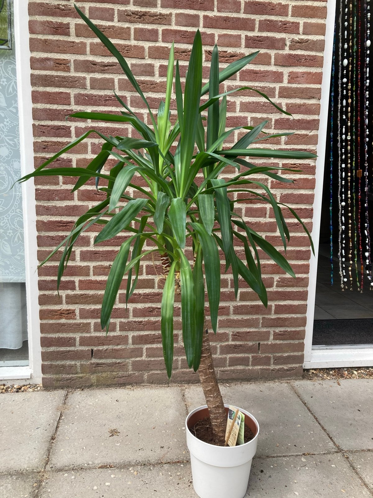Yucca plant - 1,5 meter hoog, Tuin en Terras, Volle zon, Vaste plant, Bloeit niet, Ophalen