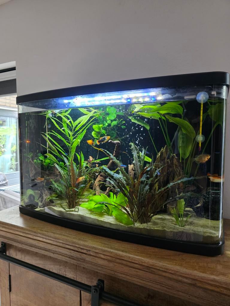 Zeer compleet aquarium, Dieren en Toebehoren, Vissen | Aquaria en Toebehoren, Ophalen, Zo goed als nieuw, Gevuld zoetwateraquarium