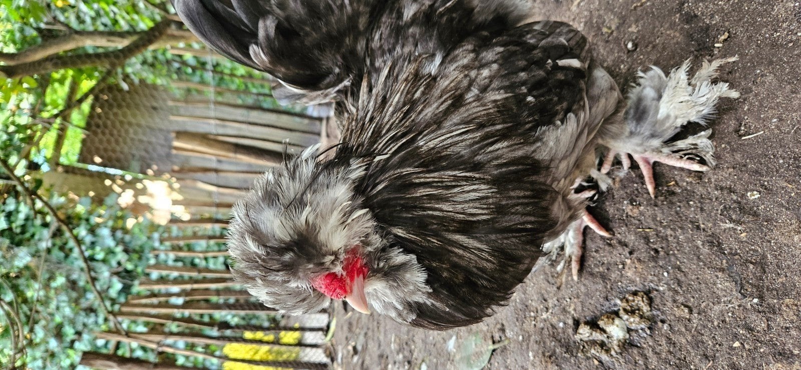 Usa zijdehoender haantjes, Dieren en Toebehoren, Pluimvee, Mannelijk, Kip