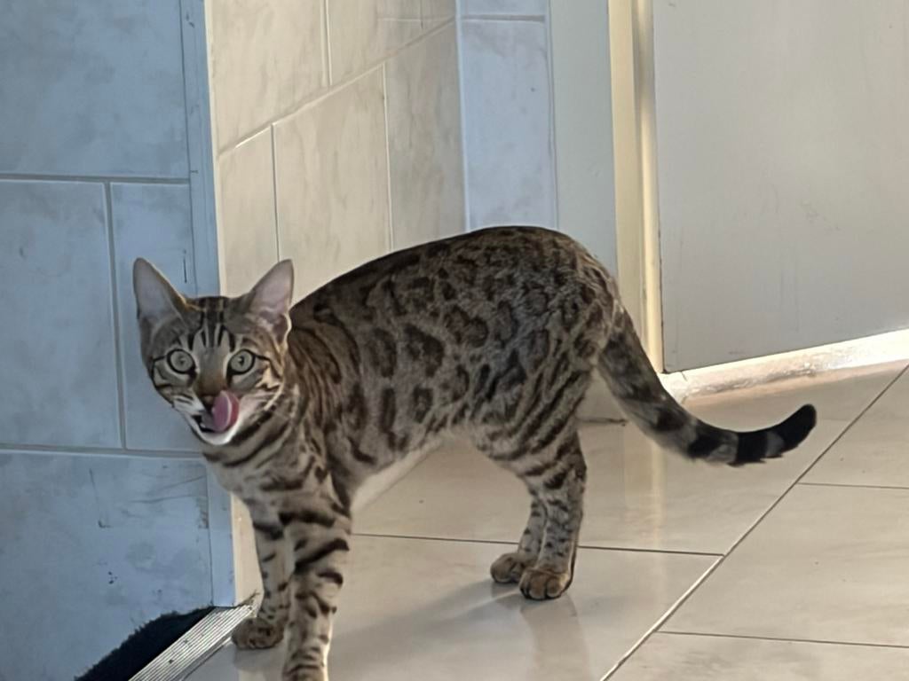Bengal Cat-Female, Poes, Kortharig, 0 tot 2 jaar