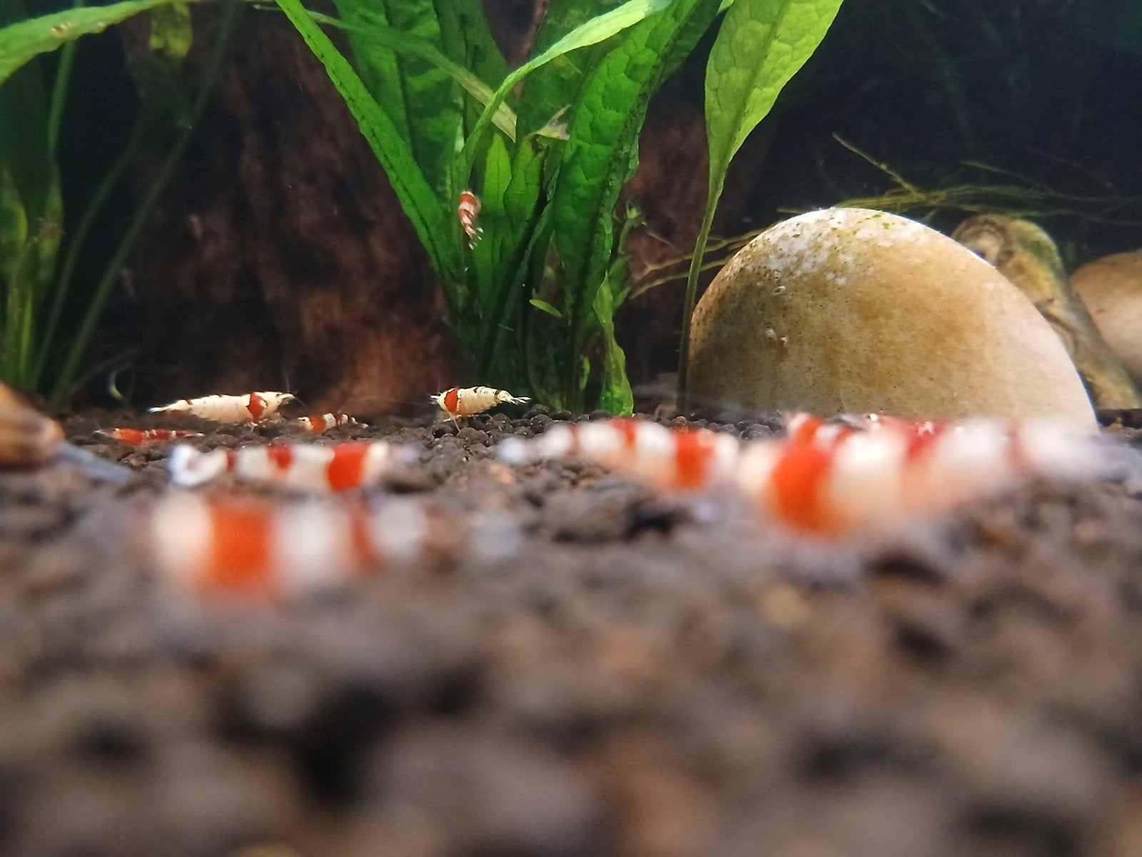 Caridina Crystal Red garnalen, gekweekt op leidingwater, Dieren en Toebehoren, Kreeft, Krab of Garnaal, Zoetwatervis, Schoolvis