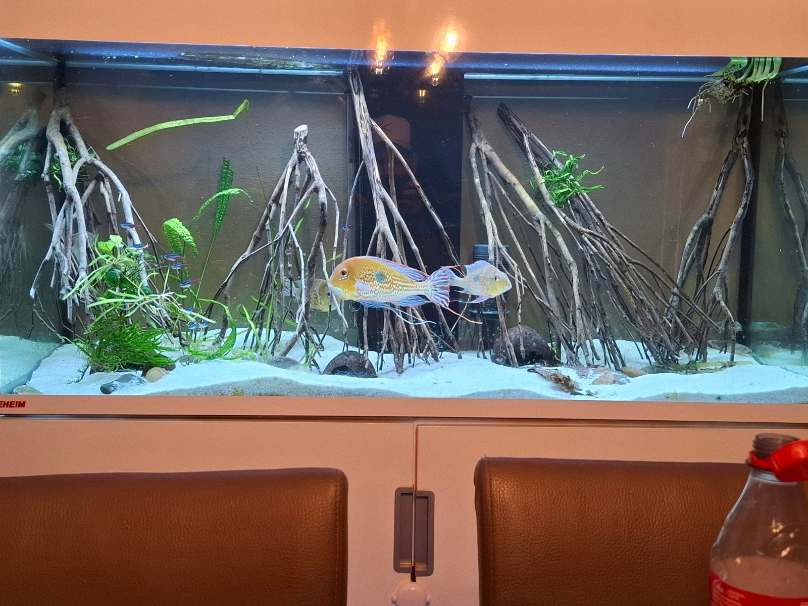 geophagus magasema, Vis