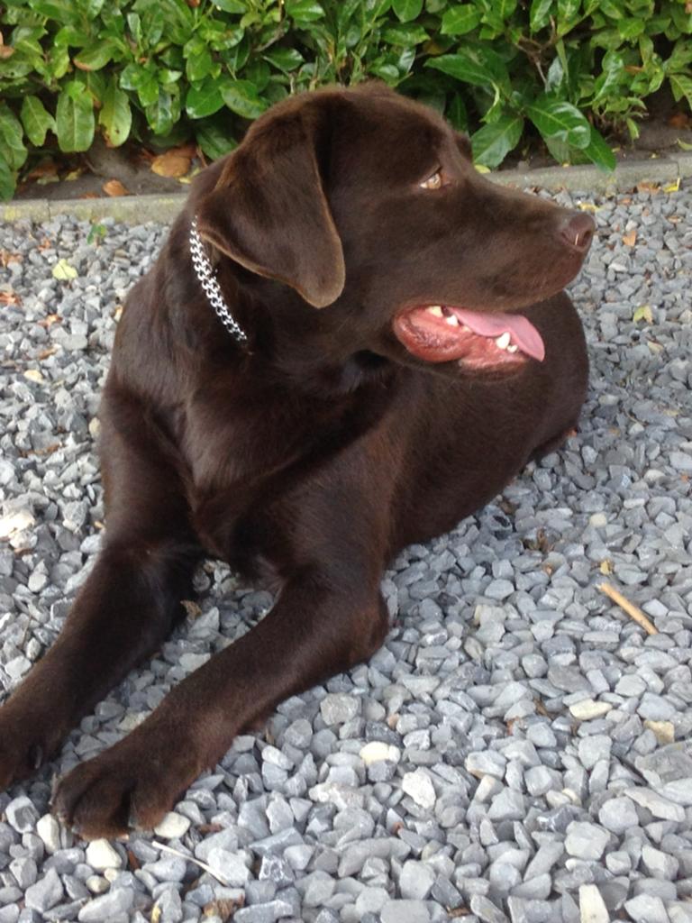 Te koop gevraagd een  volwassen labrador van 1 tot 4 jaar, Dieren en Toebehoren, Honden | Retrievers, Spaniëls en Waterhonden
