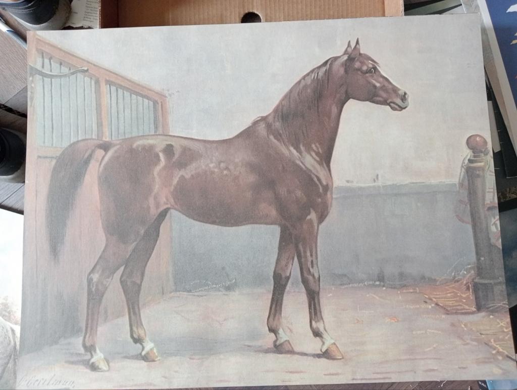 Otto Eerelman prent Paard, Ophalen of Verzenden