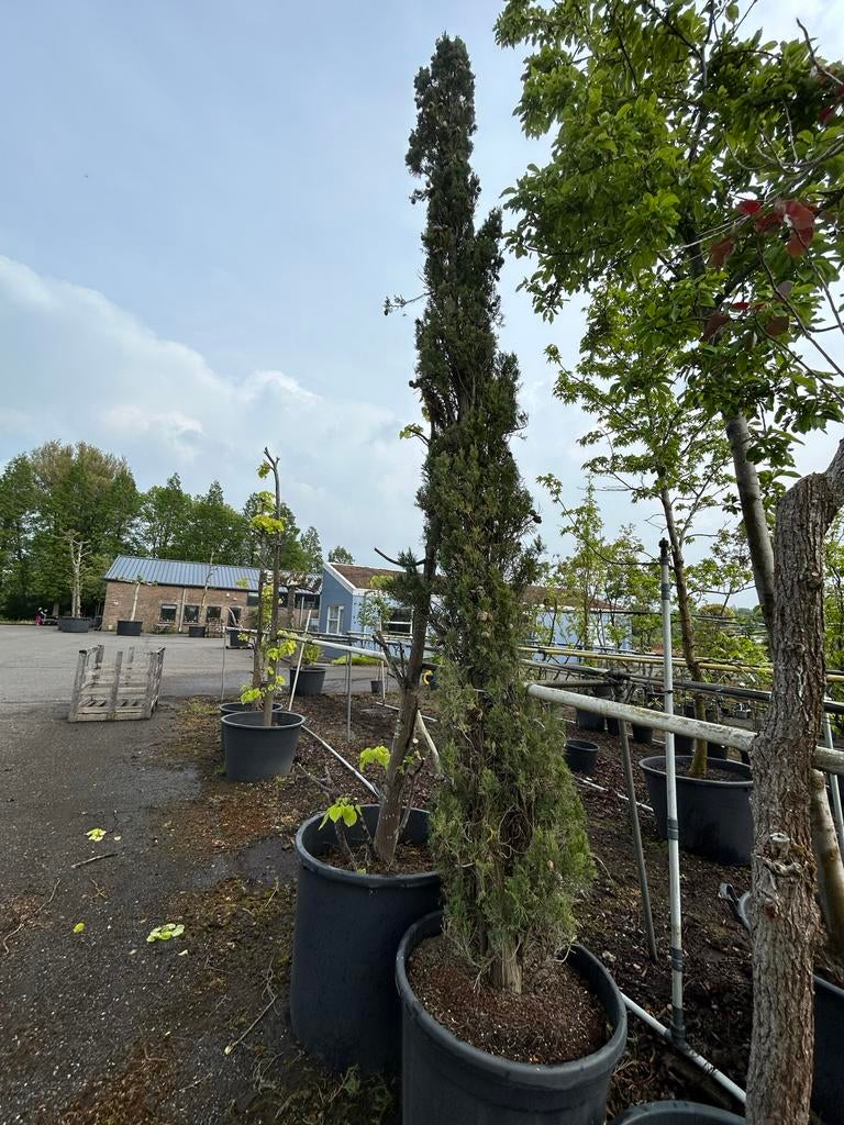 Italiaanse Cipres (Cupressus sempervirens), Tuin en Terras, Planten | Bomen, Bloeit niet, Zuilboom, 400 cm of meer, Ophalen