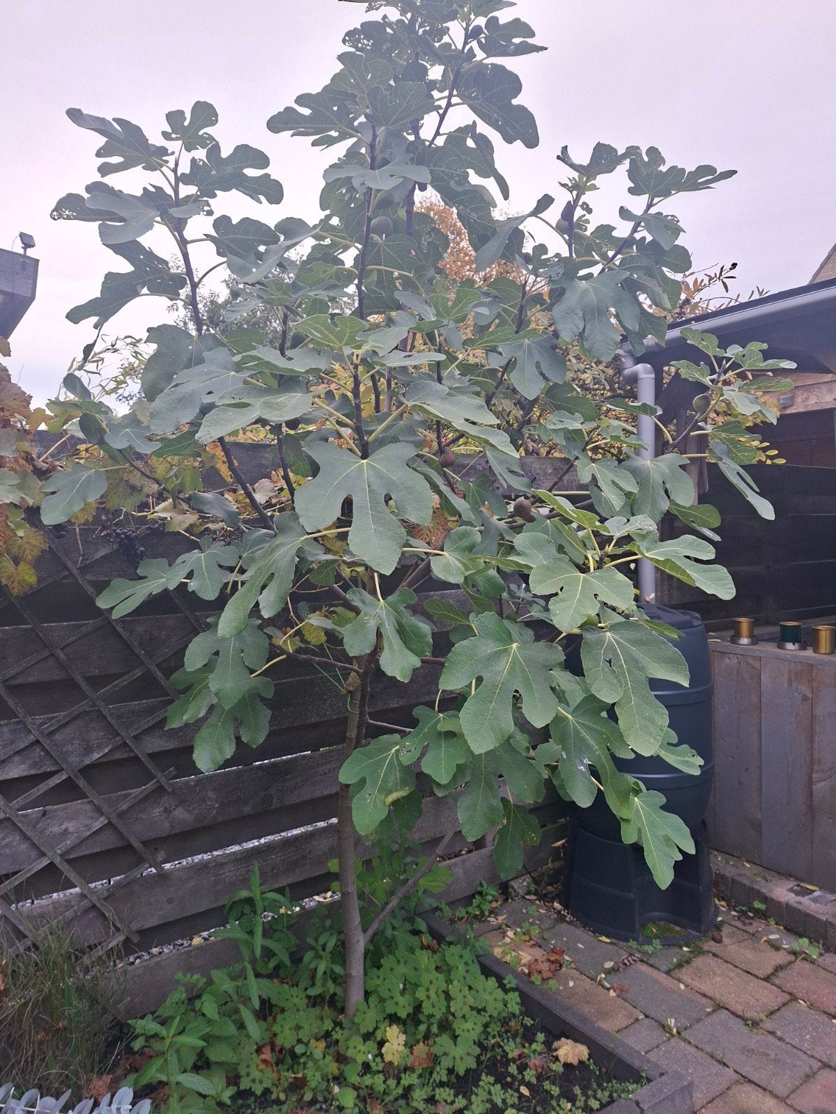 Vijgenboom zelf uitgraven, Tuin en Terras, Overige soorten, 100 tot 250 cm, Zomer, Ophalen