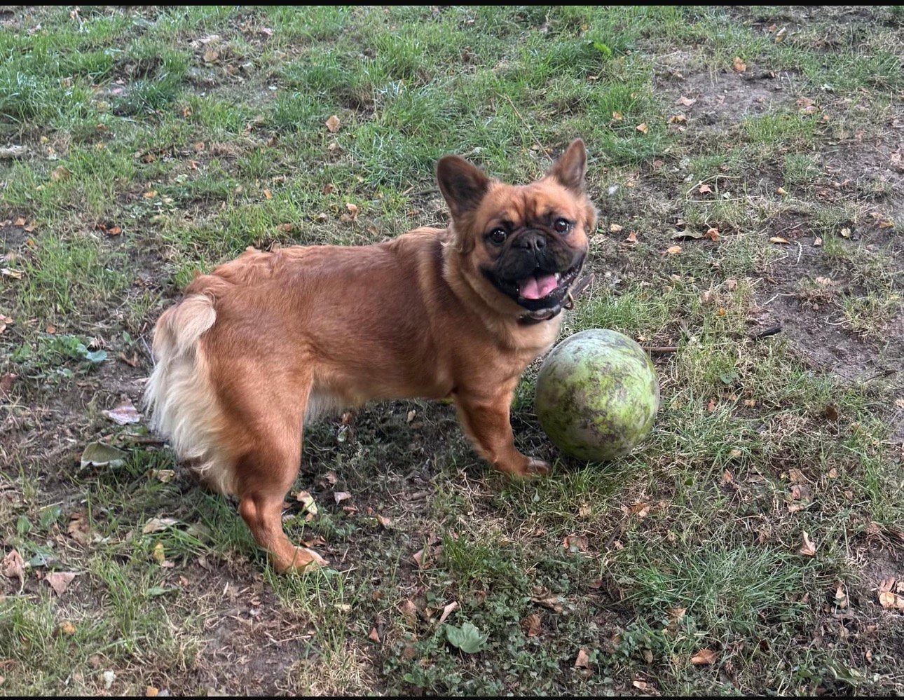 Te Koop Red Fawn Franse Bulldog Fluffy, Dieren en Toebehoren, Honden | Bulldogs, Pinschers en Molossers, Parvo, Nederland, 1 tot 2 jaar