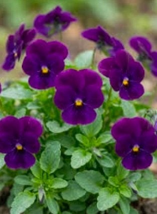 Zaad Viooltjes - Paarse Kleine Bloem, Ophalen of Verzenden, Voorjaar, Halfschaduw, Zaad