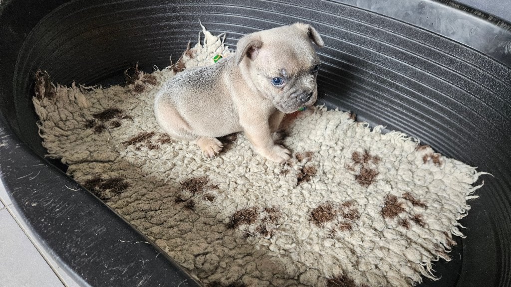 franse bulldog pups met stamboom, Parvo, Nederland, 8 tot 15 weken, Bulldog