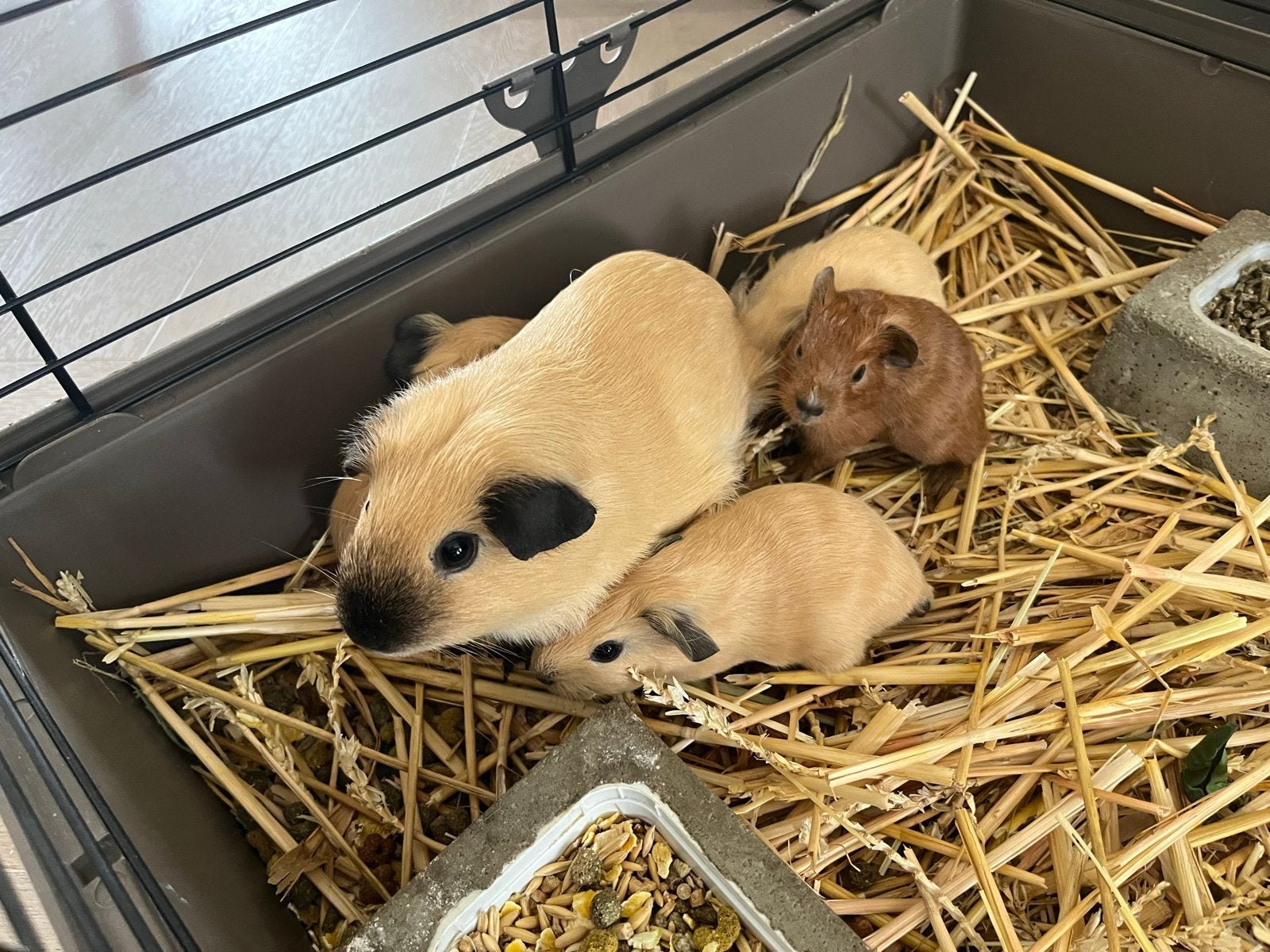 California cavia’s, 2 beertjes en 2 zeugjes, Cavia, Augustus, Meerdere dieren, Tam