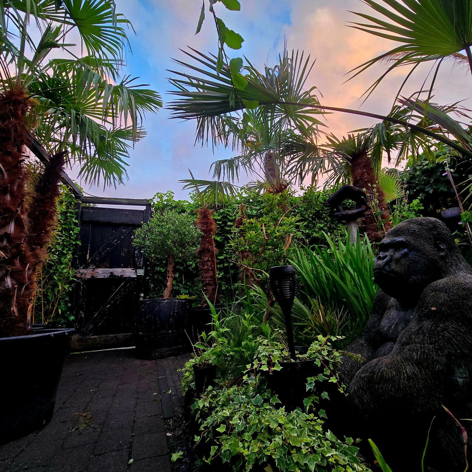 Te koop aangeboden: Prachtige, gezonde Trachycarpus fortunei, Ophalen, Gehele jaar, Halfschaduw