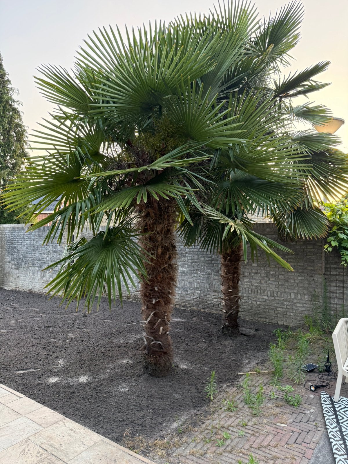 Unieke kans: 2 grote palmbomen te koop., Tuin en Terras, Planten | Bomen, Palmboom, Volle zon, Zomer, Ophalen