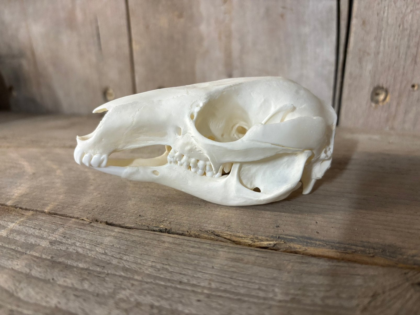 Schedel van een Wallaby, Ophalen of Verzenden, Nieuw, Overige soorten, Schedel