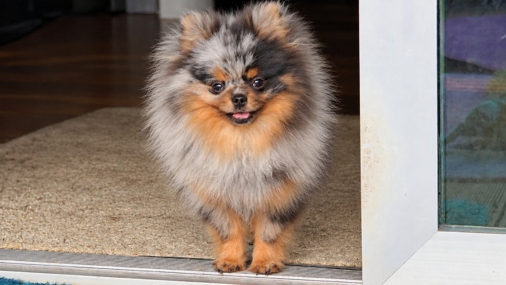 Picasso Junior – unieke Merle & Tan pomeranian pomeriaan, België, Particulier, Keeshond, 15 weken tot 1 jaar