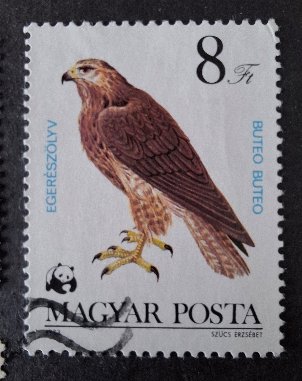 Hongarije am buizerd, Ophalen of Verzenden, Dier of Natuur