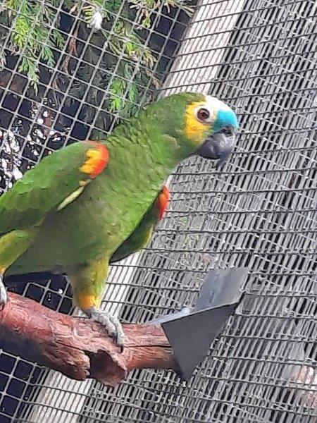 2 Blauwvoorhoofd-amazone-papegaaien voor 325 euro., Dieren en Toebehoren, Vogels | Parkieten en Papegaaien, Mannelijk, Papegaai