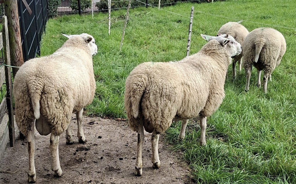 Prachtige dekrammen, zwoegervrij., Dieren en Toebehoren, Mannelijk, Geit, 0 tot 2 jaar